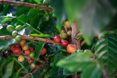 Close-up of cherries growing on tree