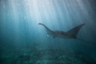 Fish swimming in sea