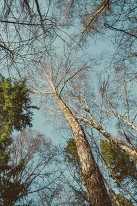 Low angle view of bare trees against sky