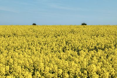 Scenic view of oilseed rape field against sky