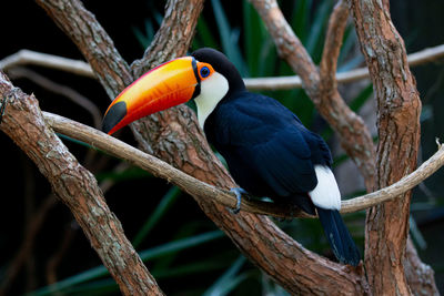 Close-up of bird perching on branch