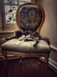 Close-up of cat on chair at home