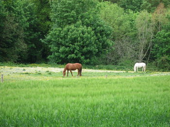 Horses grazing in a field