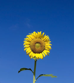 Close-up of sunflower against clear blue sky