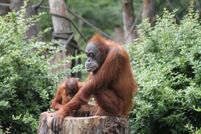 Monkey sitting in a forest