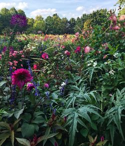 Close-up of pink flowering plants on field