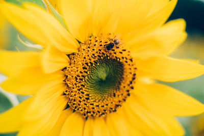 Close-up of sunflower