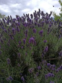 Purple flowering plants on field against sky