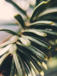 Close-up of flowering plant