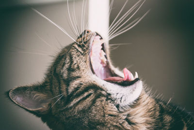 Close-up side view of a cat yawning