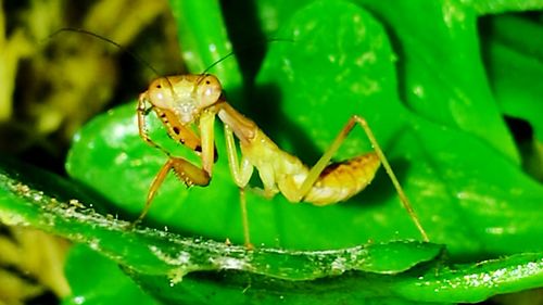 Close-up of insect on plant