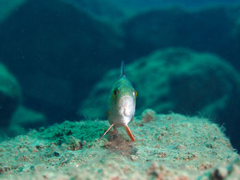 Close-up of a perch fish swimming in a lake