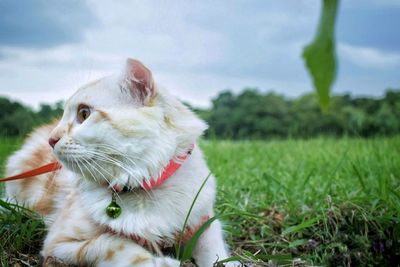 Close-up of cat sitting on field