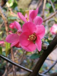 Close-up of pink flowers blooming outdoors
