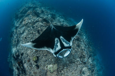 View of fish swimming in sea