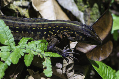 Close-up of lizard