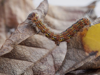 Close-up of insect on leaf against blurred background