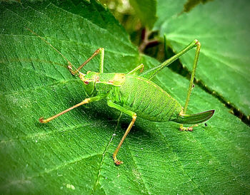 Close-up of insect on leaf