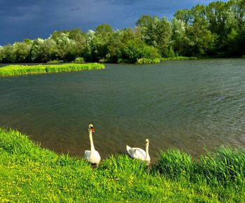 Swan on lake by trees against sky