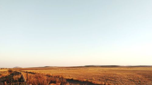 Scenic view of field against clear sky