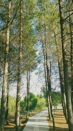 Trees in park