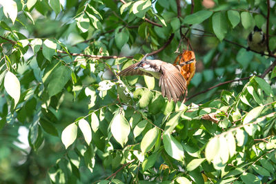 Low angle view of butterfly perching on tree