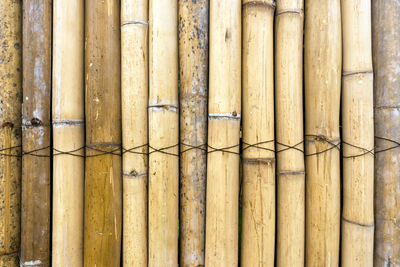 bamboo