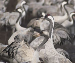 Close-up of birds