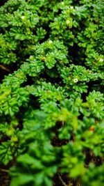 Full frame shot of fresh green plants