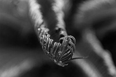 Close-up of butterfly on plant