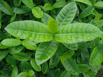 High angle view of raindrops on leaves