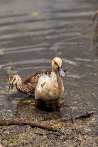 Adolescent juvenile muscovoy duckling cairina moschata before feathers are fully formed in naples