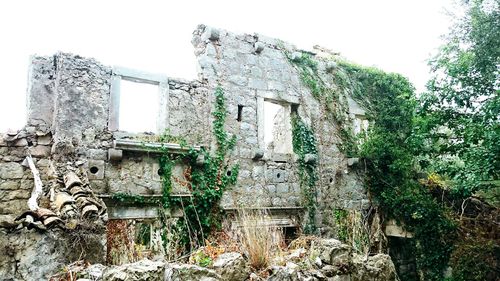 Low angle view of ivy on built structure against sky