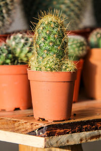 Close-up of potted plant