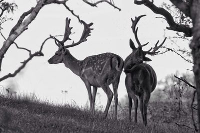 Two deer standing on field