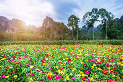 Scenic view of flowering plants on field against sky