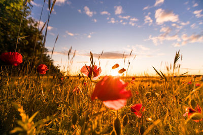 Close-up of red poppy flowers on field against sky