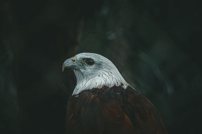 Close-up of eagle against blurred background