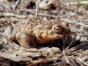 Close-up of lizard