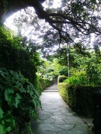 Footpath amidst trees