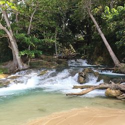 Scenic view of waterfall in forest