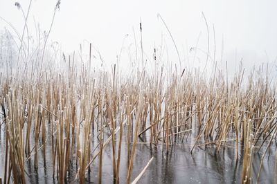 Plants growing in sunlight