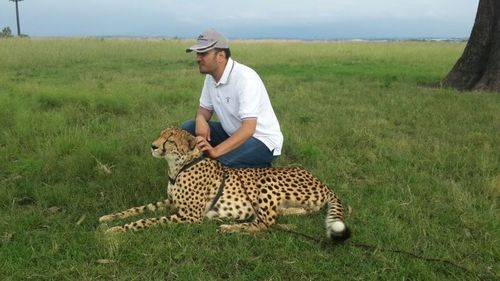 Full length of a cat on a field