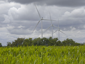 environmental conservation