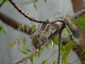 Close-up of a squirrel on the tree