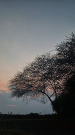 Silhouette tree on field against sky during sunset