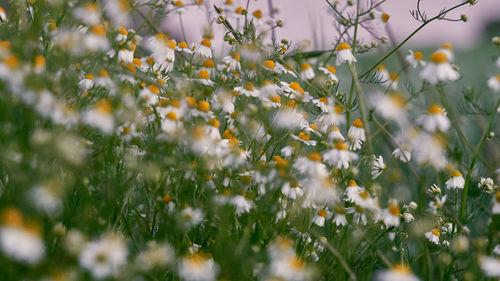 Close-up of flowering plant on field