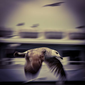 Close-up of seagull flying over sea