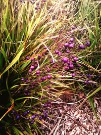 Close-up of purple flowers growing in field