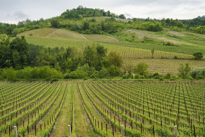 Scenic view of vineyard